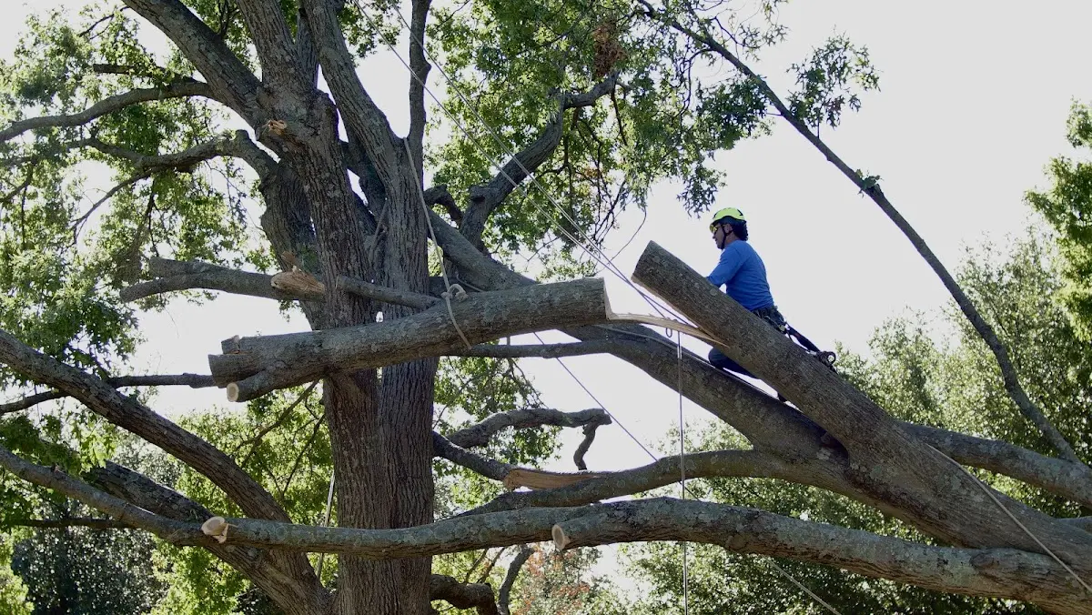 Professional Crown Thinning performed by certified arborists in Loves Park