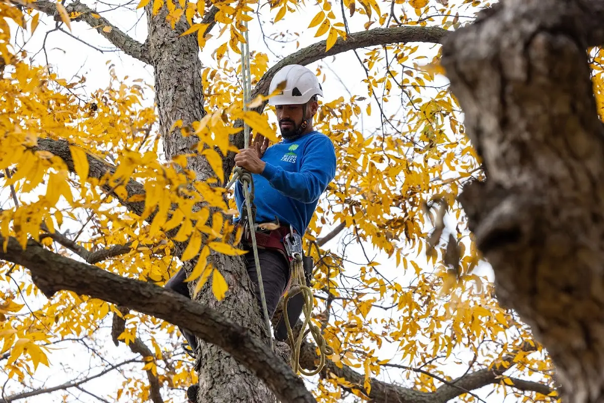 Skilled Storm Damage Cleanup crew working in Loves Park